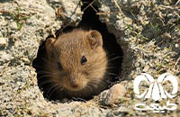 گونه ول اجتماعی Social Vole